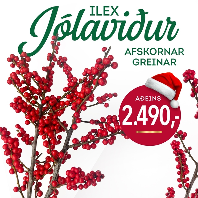 Ilex Jolaviður