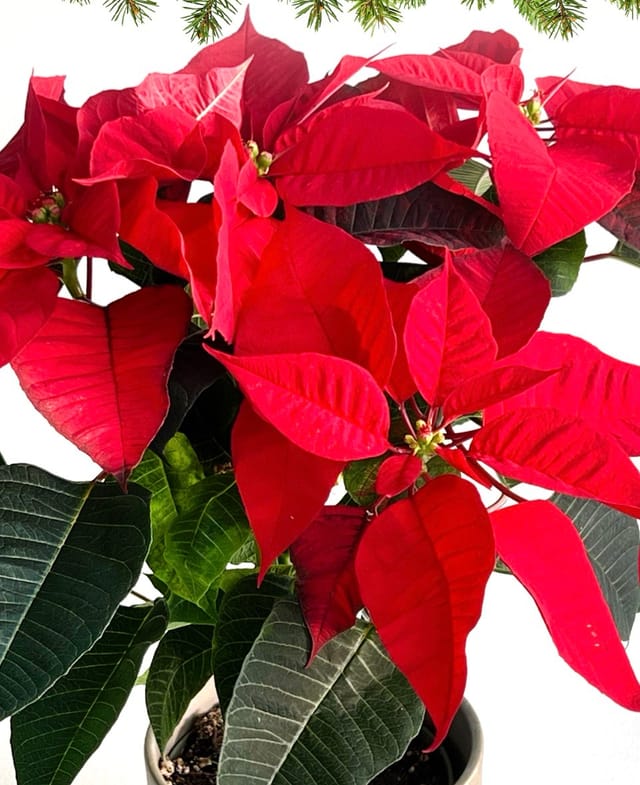 Jólastjarna - stór